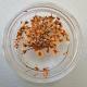NA0007 ORANGE Nail design with natural flowers